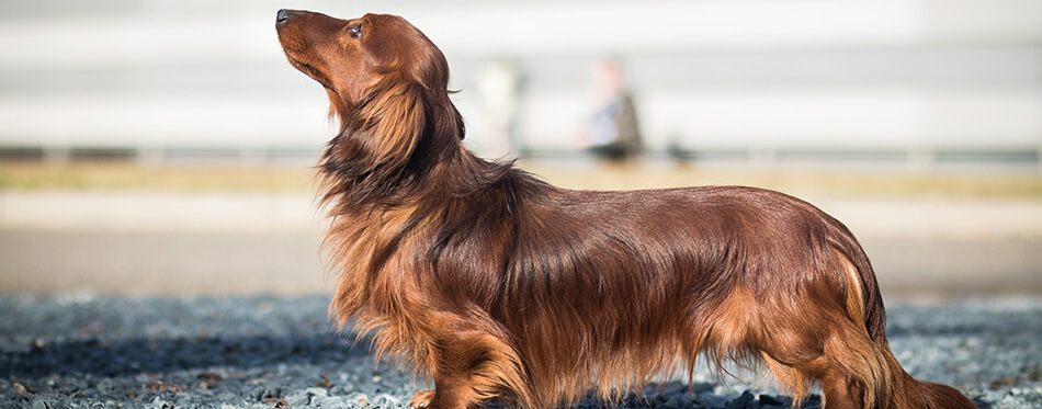 adorable portrait of amazing healthy and happy dachshund in the exhibition stand