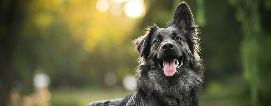 amazing portrait of young crossbreed dog (german shepherd) during sunset in grass