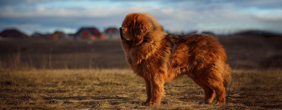 beautiful Tibetan mastiff.