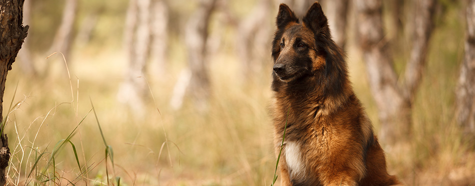 beautiful portrait of the dog of Belgian shepherd Tervuren for a walk