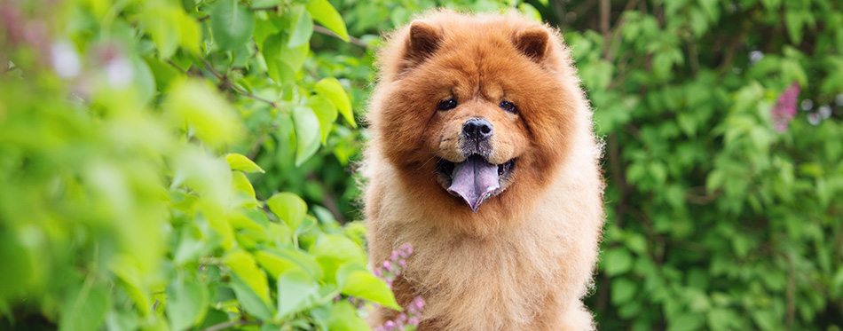 beautiful red chow chow dog standing on a bench