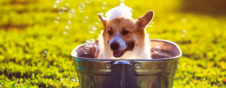 cute funny puppy dog standing in a metal basin washed on the street in the summer on a hot Sunny day with shiny soap bubbles and foam