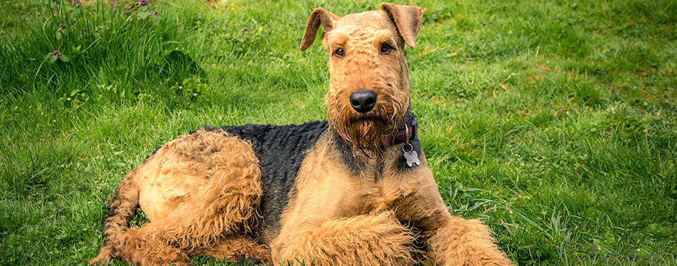 dog Airedale Terrier, portrait on a grass background