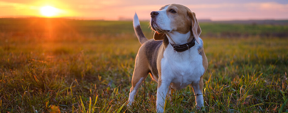 dog breed Beagle on a walk on the background of a beautiful sunset