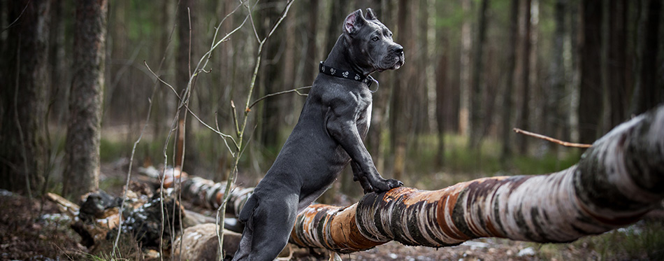 dog. Italian Cane Corso. forest