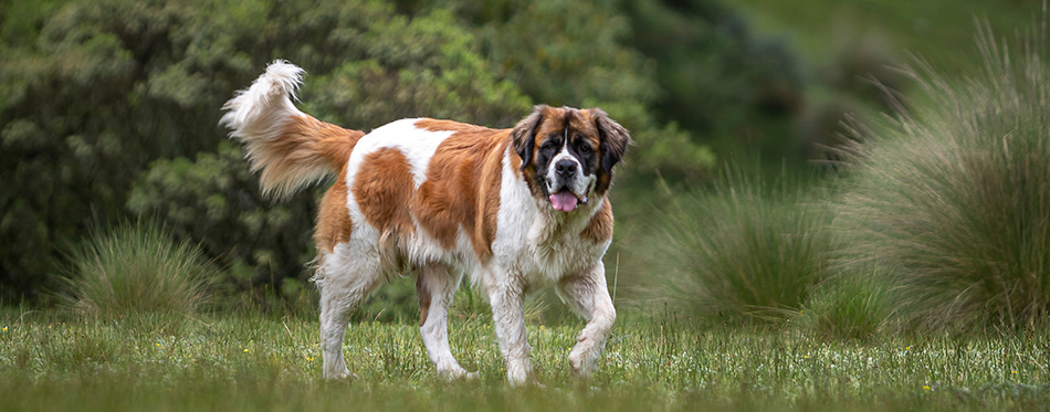 portrait of adult saint bernard purebred dog with nature vegetation behind