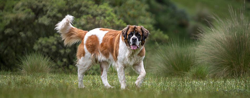 portrait of adult saint bernard purebred dog with nature vegetation behind