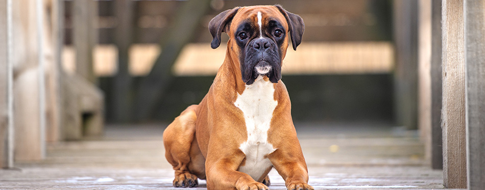 red german boxer dog outdoors