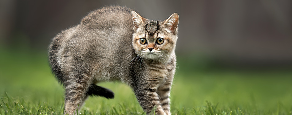 scared little british shorthair kitten outdoors in summer