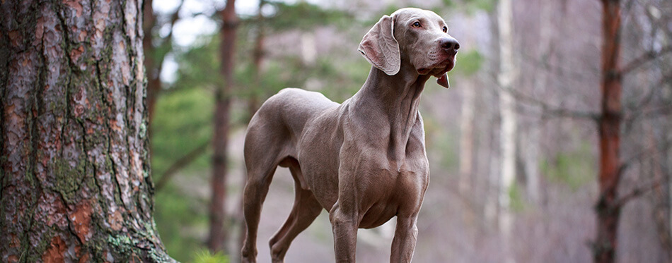 weimaraner dog and dry tree