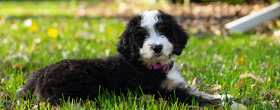 A 4-month-old bernedoodle lying on lawn.