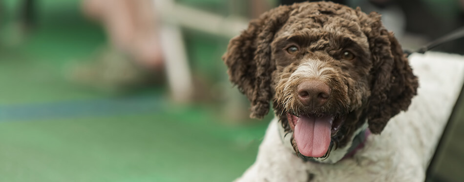 A close up of a Barbet dog lying down on a ferry during a sunny summer day