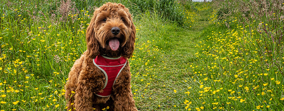 A cockapoo sitting on a path in a field of wild flowers during his lunchtime walk