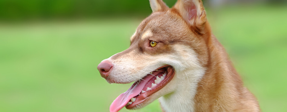 A mixed siberian husky and corgi dog.