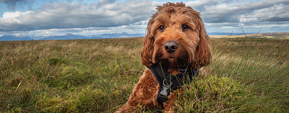 A young red Cockapoo puppy enjoying a rest from hillwalking in Scotland