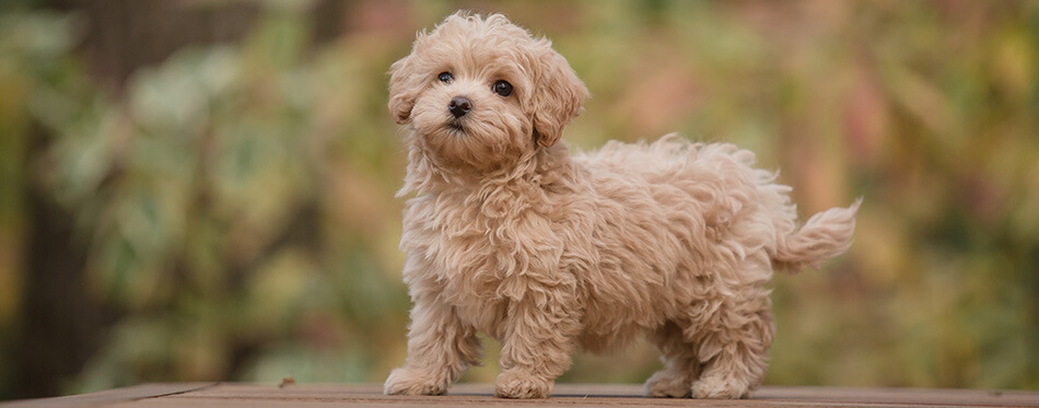 Adorable Maltese and Poodle mix Puppy or Maltipoo dog.