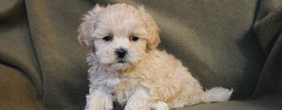 Adorable Tiny Cream Shih-poo Puppy