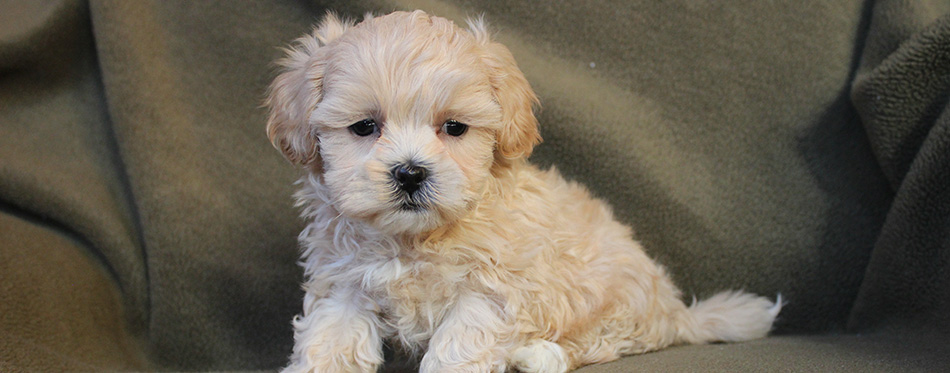 Adorable Tiny Cream Shih-poo Puppy