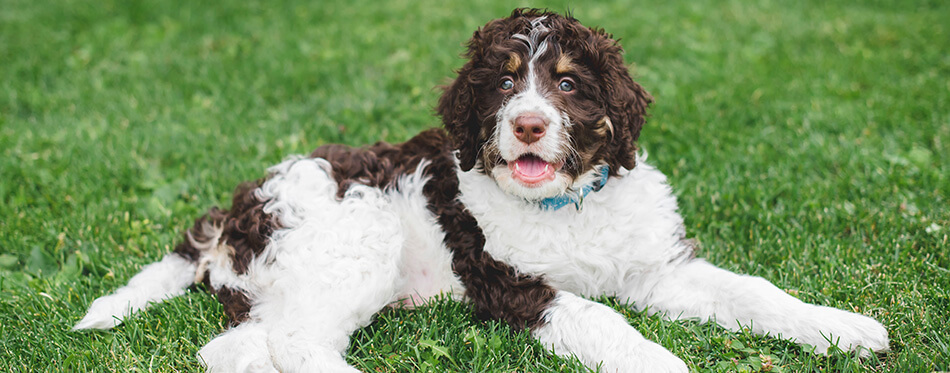 Adorable bernedoodle puppy laying on the grass outside.