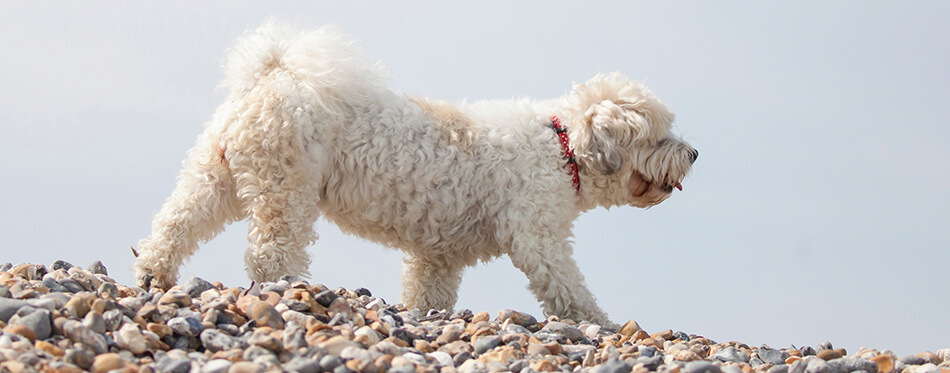 Adorable dog which is a mix between shih tzu and bichon frise on the beach