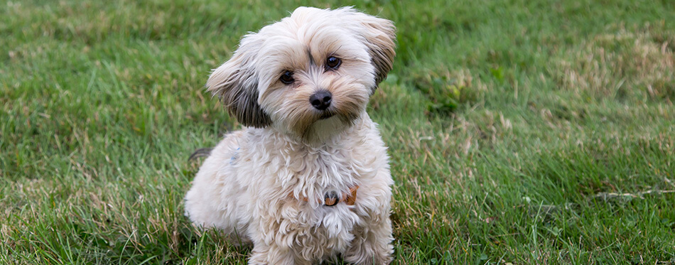 Adorable female cream and brown morkie sitting in lawn with head cocked and inquisitive expression waiting for instructions