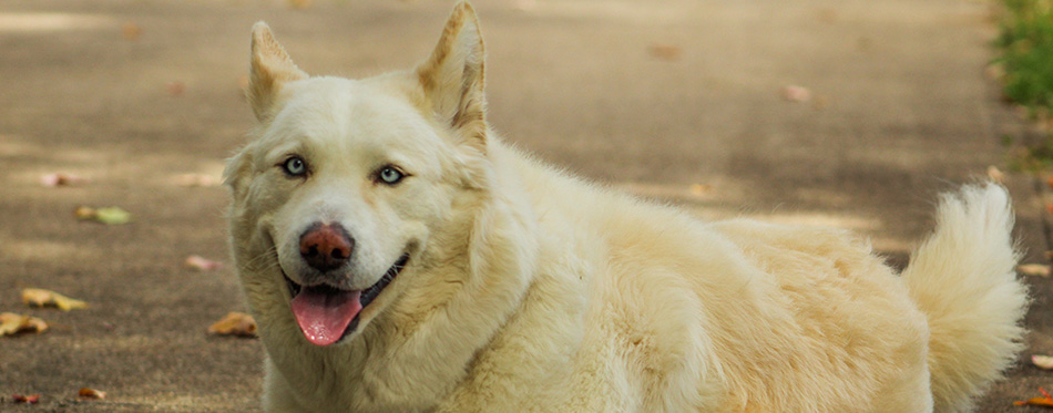 Akita Husky Mix posing in driveway. Happy female dog.