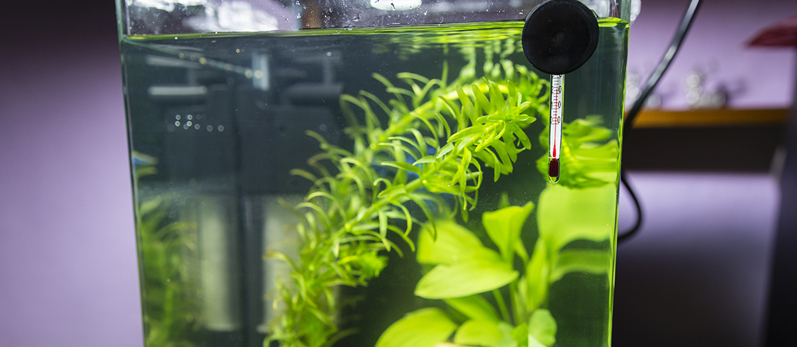 Aquarium with plants and a thermometer on the windshield.