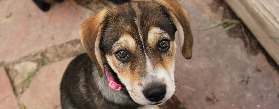 Beagle Husky Mix (Busky) Puppy looking into camera