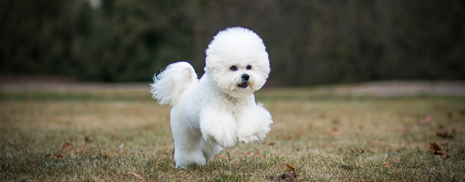 Bichon frize in action outside.