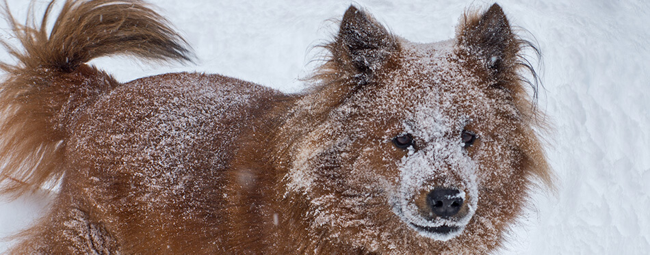 Brown Husky Chow mix dog plays in the snow.