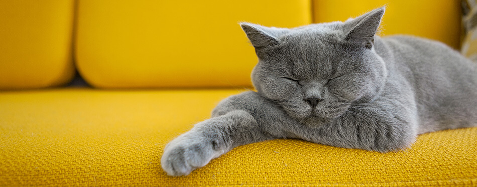 Cat sleeping on a mustard yellow sofa.