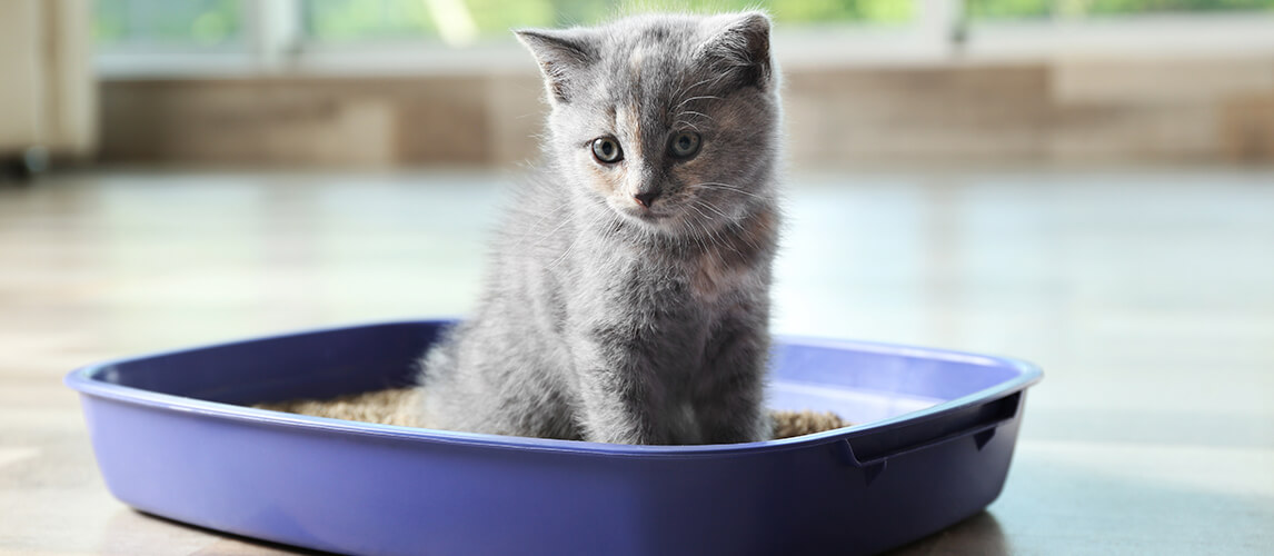 Cute British Shorthair kitten in litter box at home