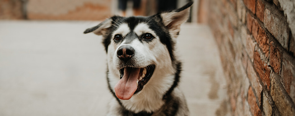 Cute Husky Golden Retriever mix