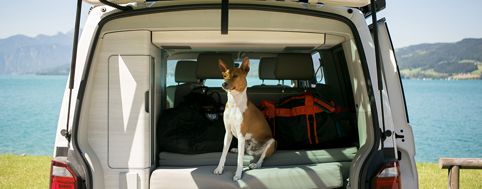 Cute and adorable small brown puppy or dog of basenji breed sits in trunk of camping van