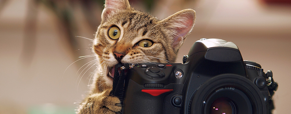 Cute cat biting a camera