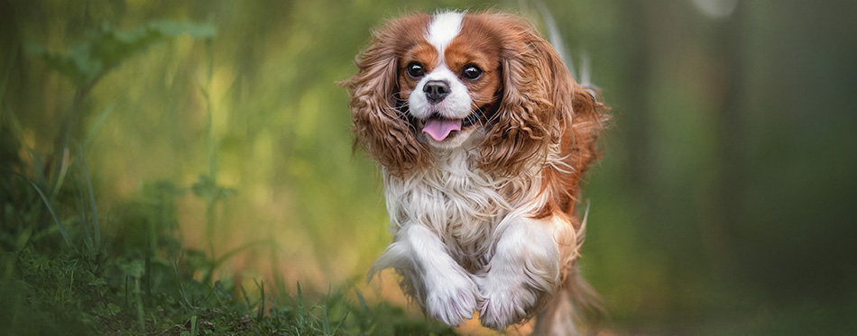 Cute cavalier king charles spaniel joyfully running along the path against the backdrop of a summer sunset forest