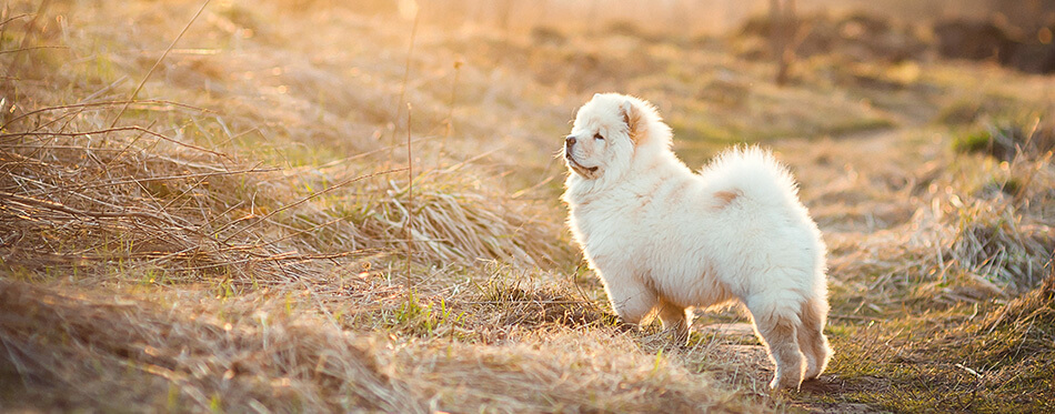 Cute chow chow in the field