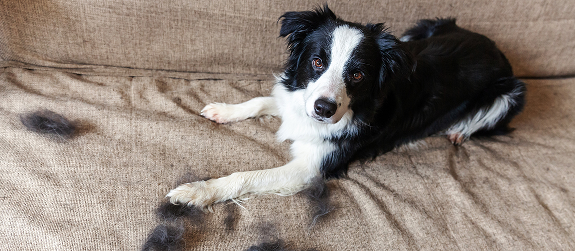 do border collies shed a lot