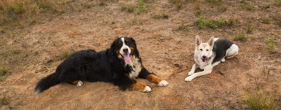 Front view at two husky and Bernese Mountain Dog lying on green meadow and looking at camera.