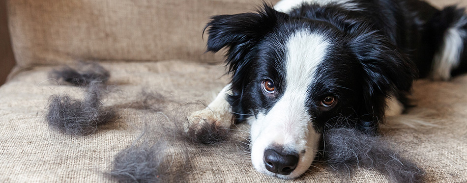 Funny portrait of cute puppy dog border collie with fur in moulting lying down on couch.