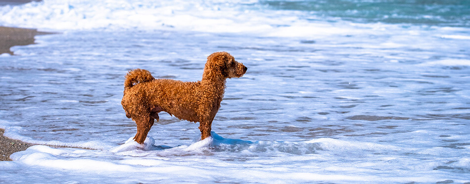 Groodle, Labradoodle loves to swim. Milopotamos Greece. Young miniature goldendoodle playing in blue sea.