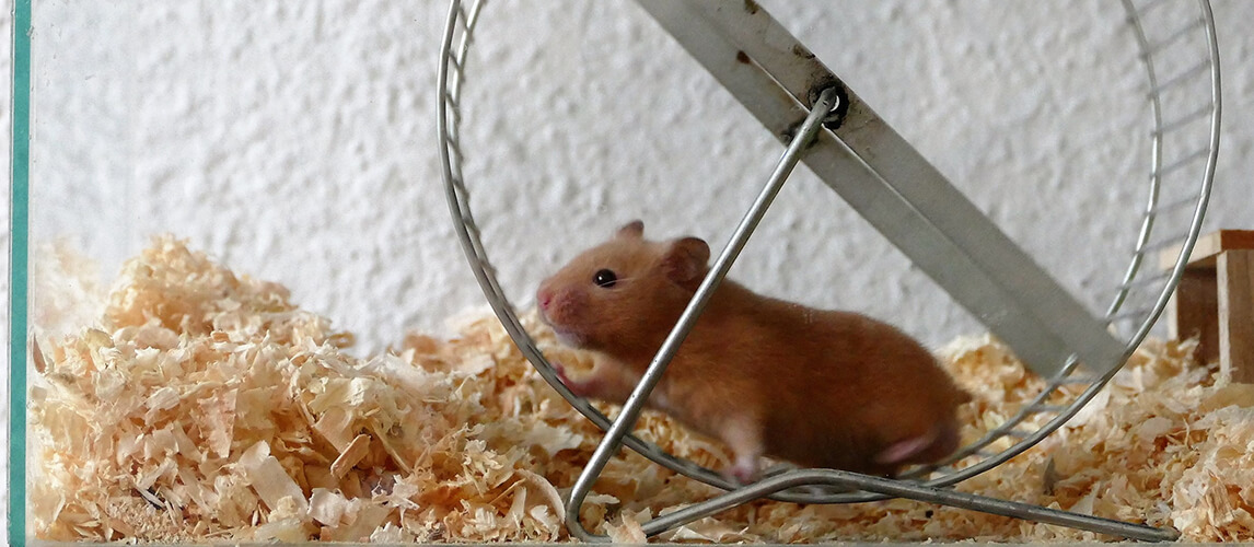 Hamster Wheel Pet Animal