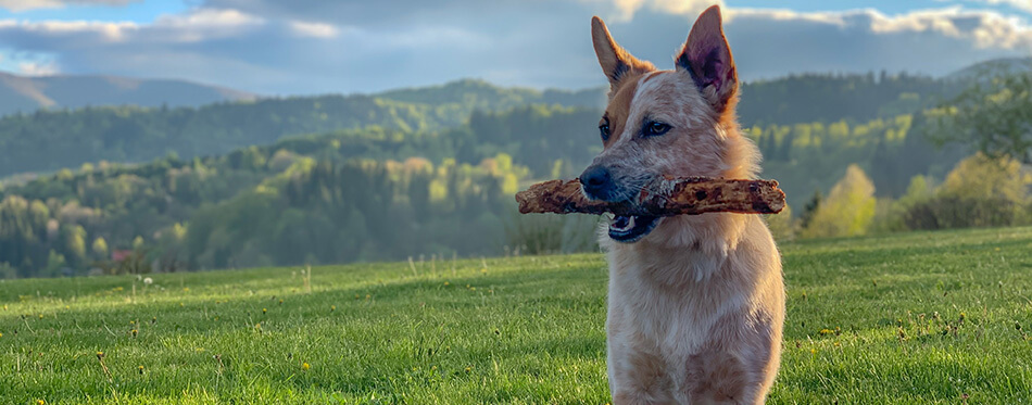 Holding stick and being nice. Mixed breed