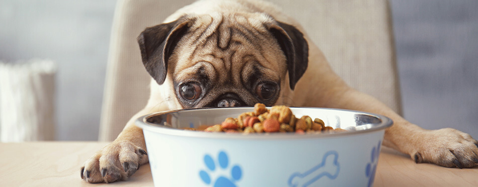 Hungry pug dog with food bowl ready to eat, sitting at dining table in kitchen