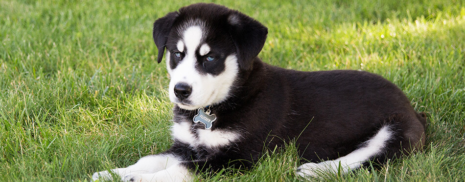 Huskador