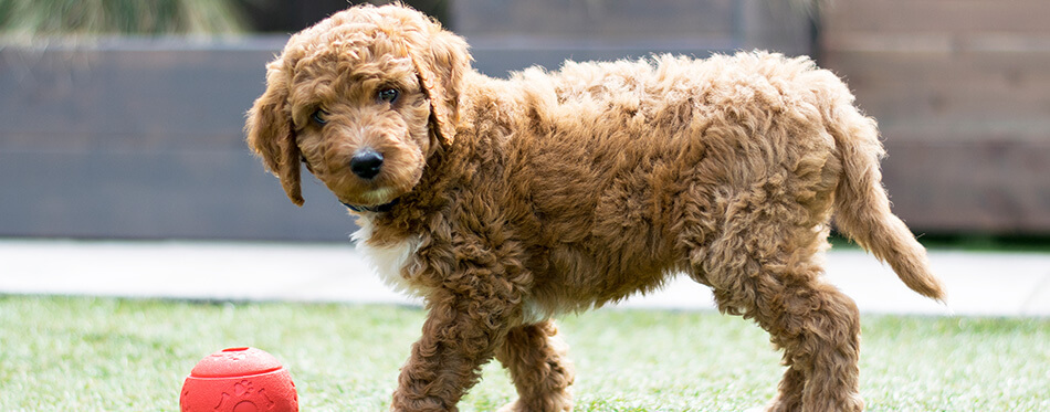 Irish doodle pup 8 weeks old