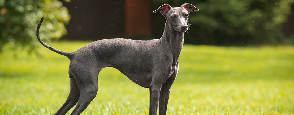 Italian greyhound in Nature