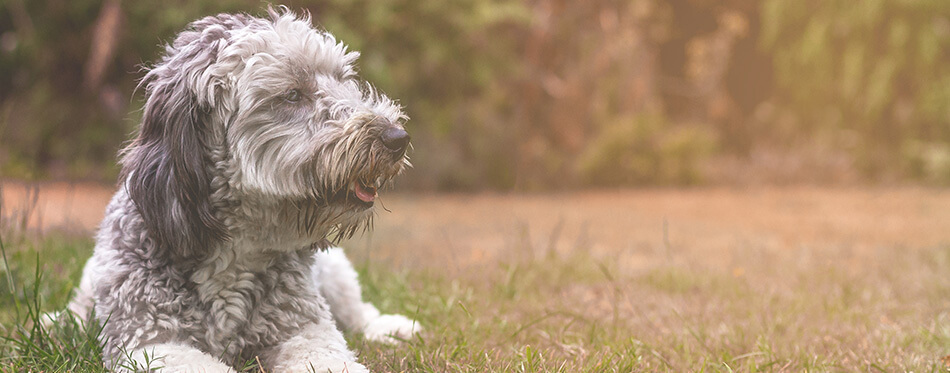 Jackapoo puppy dog in garden