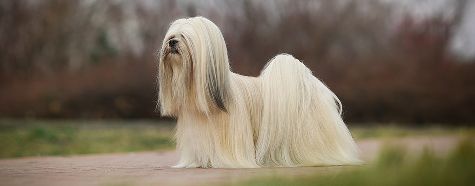 Lhasa apso dog show champion portrait