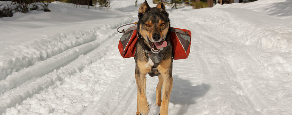 Mixed breed Rotweiller Husky rescue with dog backpack plays outside in snow